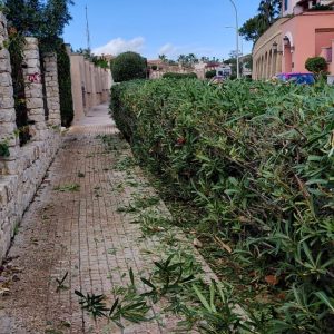 Poda Profesional de Árboles y Palmeras – Segura y Profesional